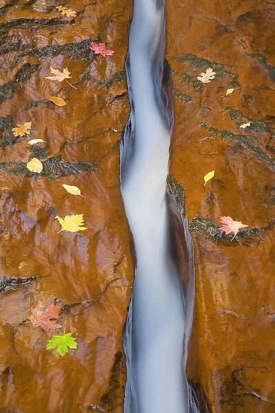 UT, Zion National Park, Water, rock, and leaves, Left Fork of North Creek