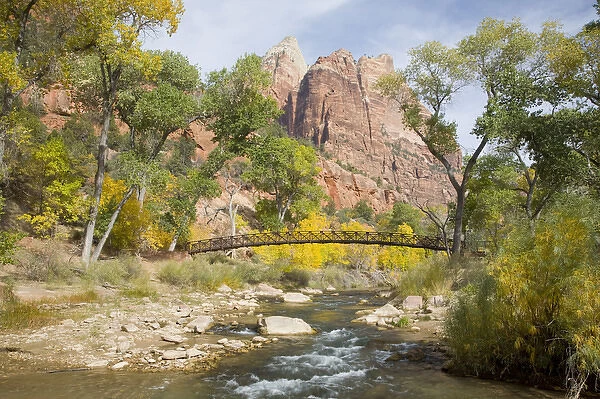 UT, Zion National Park, Zion Canyon, Virgin River, with colorful Cottonwood trees
