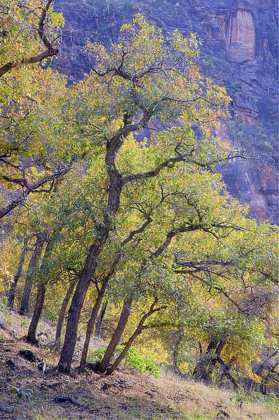 UT, Zion National Park, Zion Canyon, Gambel Oak trees