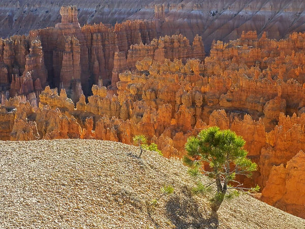 Utah, Bryce Canyon National Park. View of canyon with hoodoos