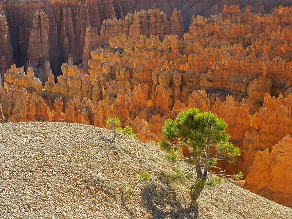 Utah, Bryce Canyon Natonal Park. view of canyon with hoodoos