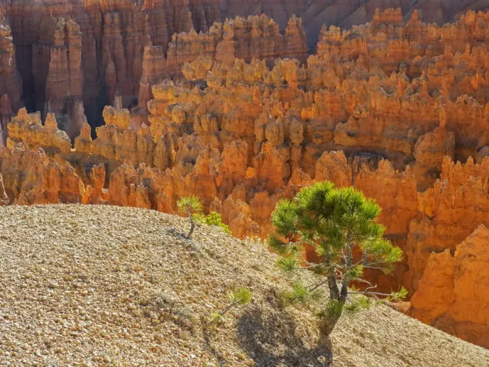 Framed Print : Utah, Bryce Canyon Natonal Park. view of canyon with hoodoos Framed Print : Utah, Bryce Canyon Natonal Park. view of canyon with hoodoos