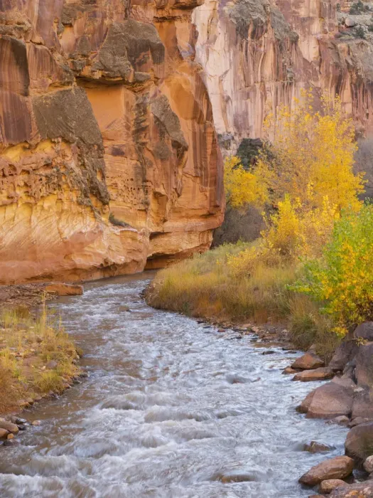 Framed Print : Utah, Capitol Reef National Park, Cottonwood trees and Fremont River Framed Print : Utah, Capitol Reef National Park, Cottonwood trees and Fremont River