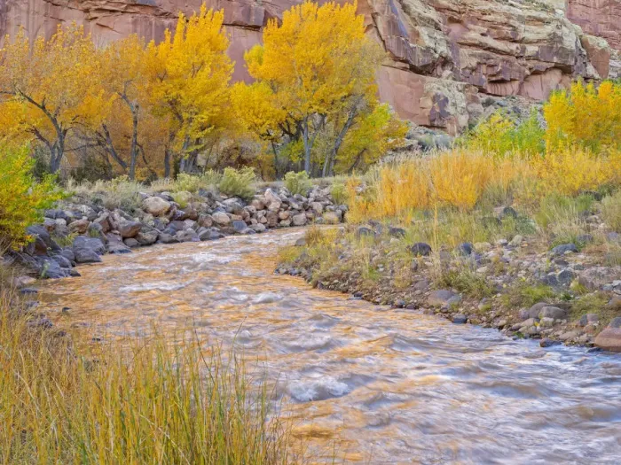 Framed Print : Utah, Capitol Reef National Park, Cottonwood trees and Fremont River Framed Print : Utah, Capitol Reef National Park, Cottonwood trees and Fremont River