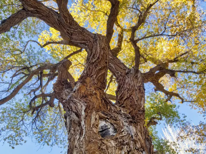 Framed Print : Utah, Capitol Reef National Park, Cottonwood Tree