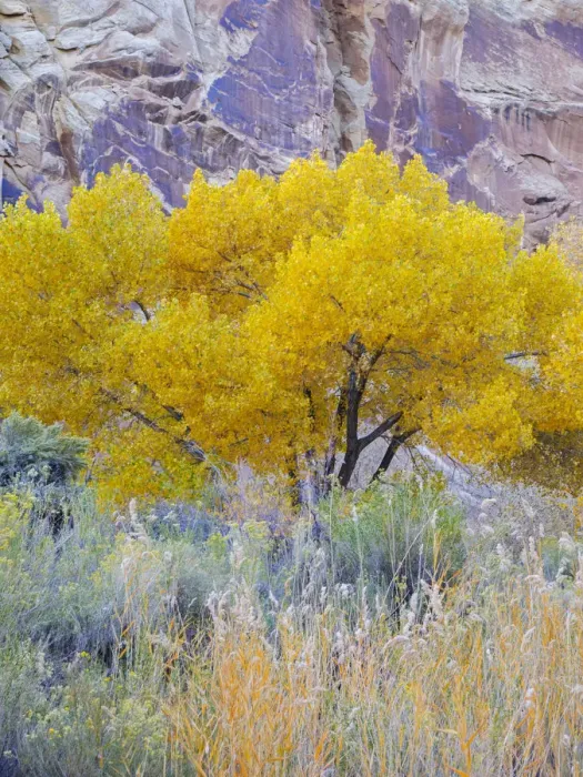 Framed Print : Utah, Capitol Reef National Park, Cottonwood Tree Framed Print : Utah, Capitol Reef National Park, Cottonwood Tree