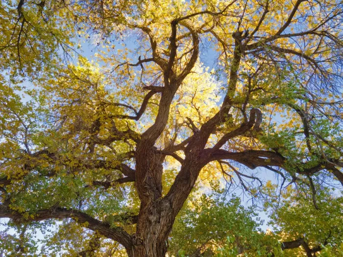 Framed Print : Utah, Capitol Reef National Park, Cottonwood tree