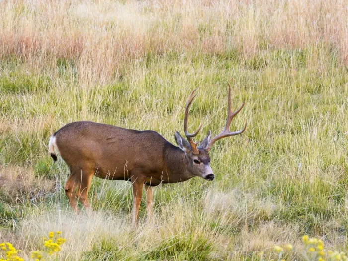Framed Print : Utah, Capitol Reef National Park, mule deer