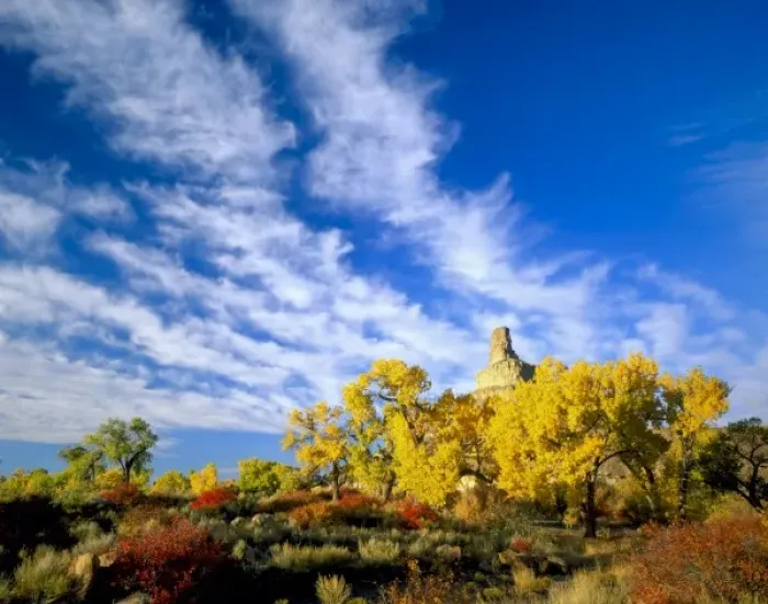 Framed Print : Utah, Cottonwoods (Populus fremontii), squawbush (Rhus trilobata), & rabbitbrush