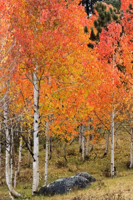 Framed Print : Utah, Dixie National Forest, aspen forest along highway 12 Framed Print : Utah, Dixie National Forest, aspen forest along highway 12