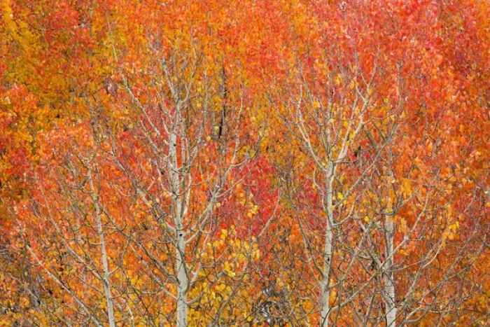 Framed Print : Utah, Dixie National Forest, aspen forest along highway 12