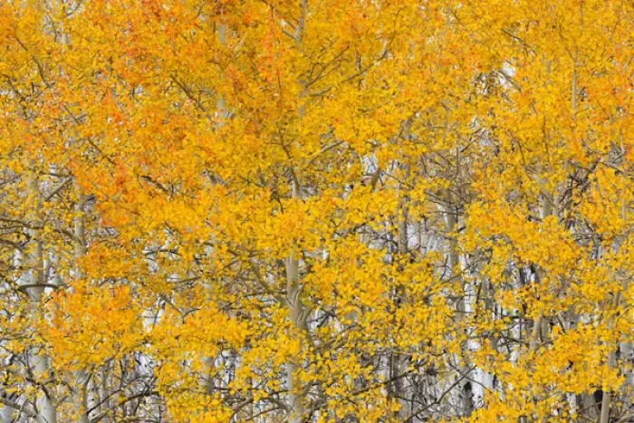 Framed Print : Utah, Dixie National Forest, aspen forest along highway 12 Framed Print : Utah, Dixie National Forest, aspen forest along highway 12
