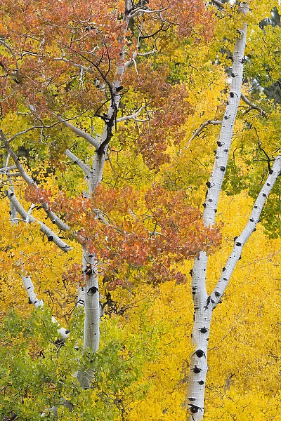 Utah, Dixie National Forest, aspen forest along highway 12