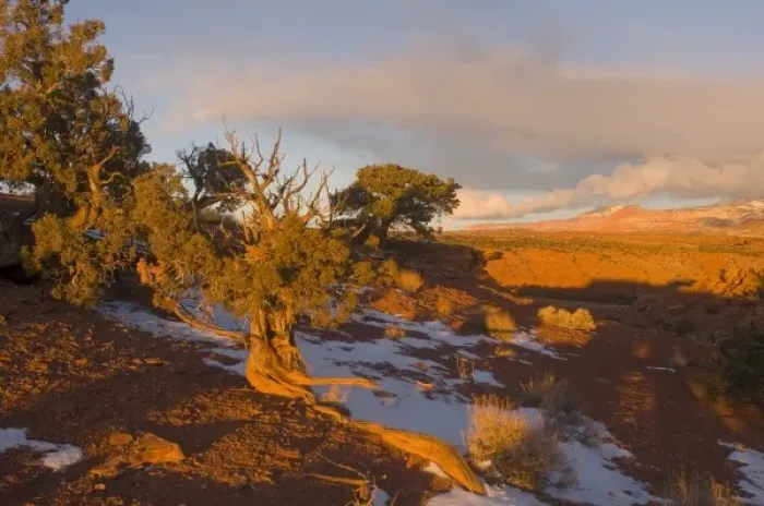 Framed Print : A Utah Juniper (Juniperus osteosperma) tree in wintertime, Capitol Reef National Park
