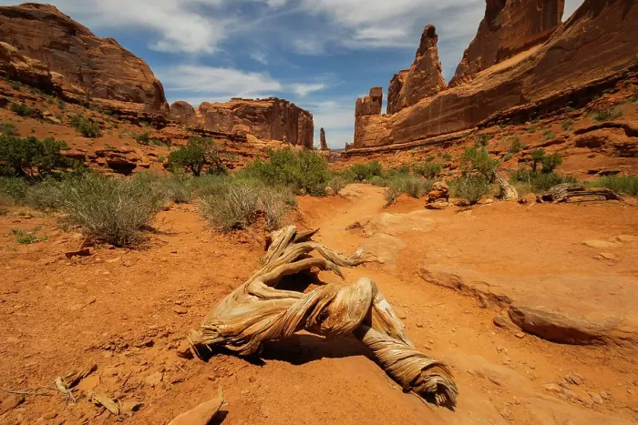 Framed Print : Utah juniper, Park Avenue, Arches National Park, Utah, US Framed Print : Utah juniper, Park Avenue, Arches National Park, Utah, US