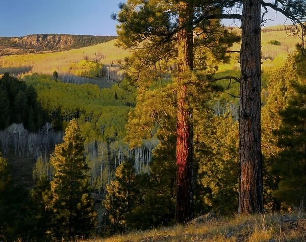 UTAH. Ponderosa pines & aspen, autumn. Sunrise, east slope of Boulder Mtn, Dixie National Forest