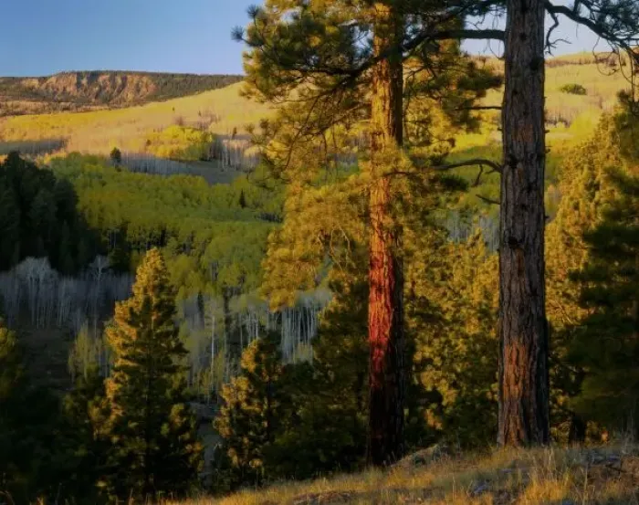 Framed Print : UTAH. Ponderosa pines & aspen, autumn. Sunrise, east slope of Boulder Mtn, Dixie National Forest Framed Print : UTAH. Ponderosa pines & aspen, autumn. Sunrise, east slope of Boulder Mtn, Dixie National Forest