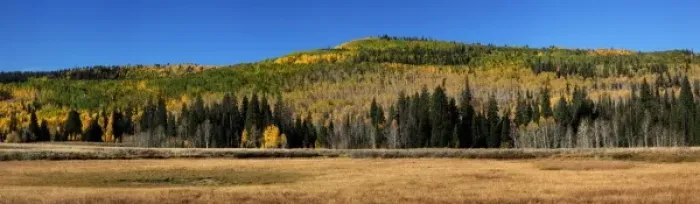 Framed Print : Utah; Uintah National Forest, Lambert Hollow, aspen trees. PLEASE CALL FOR SUPER-HI-RES FILES Framed Print : Utah; Uintah National Forest, Lambert Hollow, aspen trees. PLEASE CALL FOR SUPER-HI-RES FILES