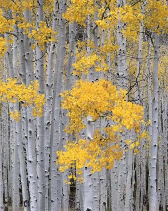 Framed Print : UTAH. USA. Aspen Framed Print : UTAH. USA. Aspen