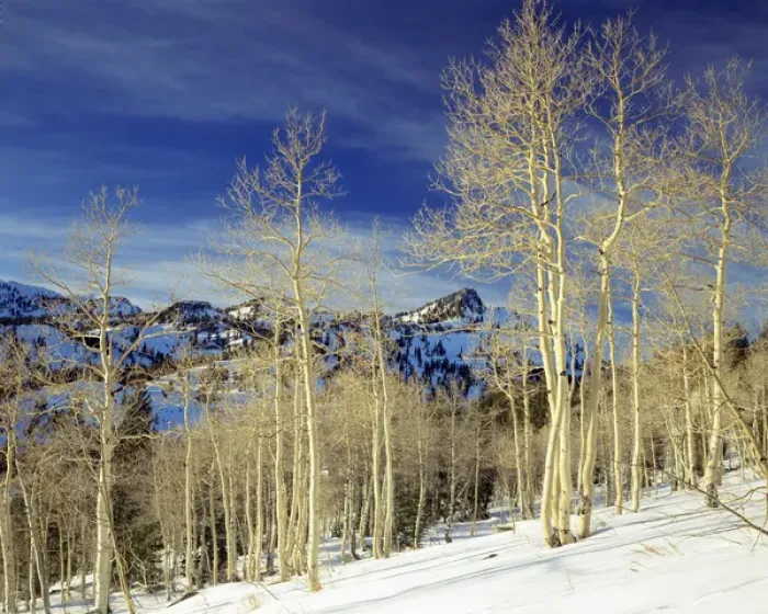 Framed Print : UTAH. USA. Aspen & Mount Magog in winter near Tony Grove Lake. Bear River Range Framed Print : UTAH. USA. Aspen & Mount Magog in winter near Tony Grove Lake. Bear River Range