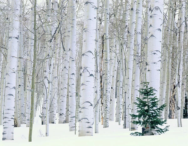 UTAH. USA. Aspen (Populus tremuloides) & Douglas fir (Pseudotsuga menziesii) in winter