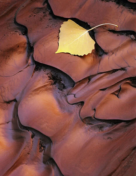 Utah. USA. Detail, fallen cottonwood leaf on sediment recently rippled by flood water