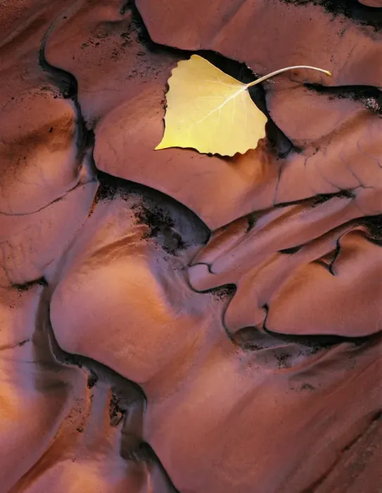 Framed Print : Utah. USA. Detail, fallen cottonwood leaf on sediment recently rippled by flood water