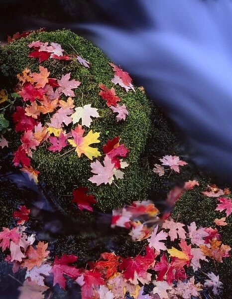 Utah. USA. Fallen leaves of bigtooth maple (Acer grandidentatum) on moss-covered