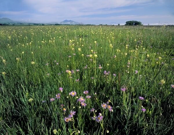 UTAH. USA. Fleabane daisies (Erigeron spp. ). Wet pasture in Little Bear River flood plain