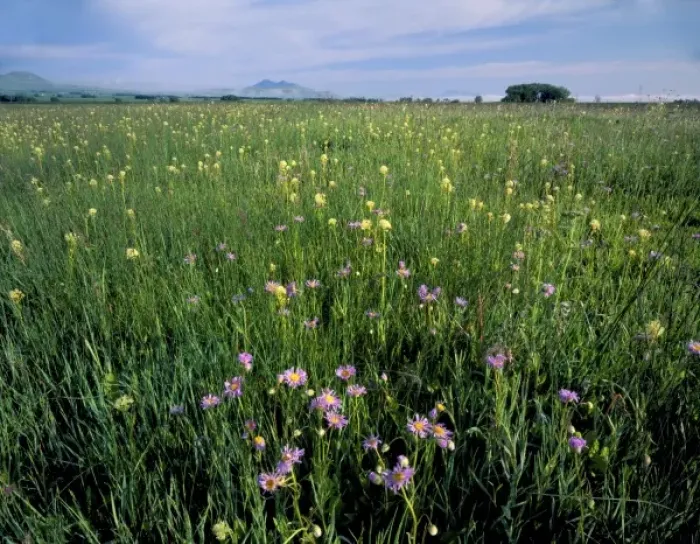 Framed Print : UTAH. USA. Fleabane daisies (Erigeron spp. ). Wet pasture in Little Bear River flood plain