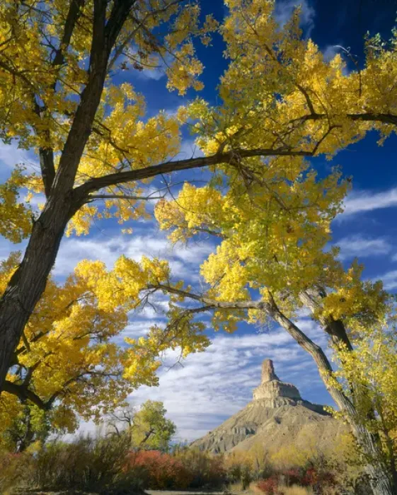 Framed Print : UTAH. USA. Gunnison Butte framed by cottonwoods (Populus fremontii) & squawbush