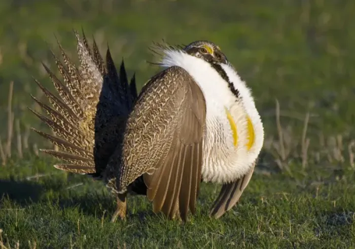 Framed Print : UTAH. USA. Male sage grouse (Centrocercus urophasianus) struts at lek in mating display