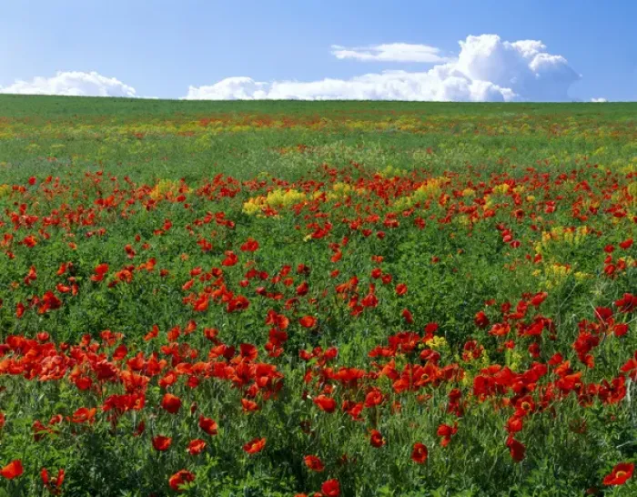 Framed Print : UTAH. USA. Naturalized corn poppies (Papaver rhoeas). Cache Valley Framed Print : UTAH. USA. Naturalized corn poppies (Papaver rhoeas). Cache Valley