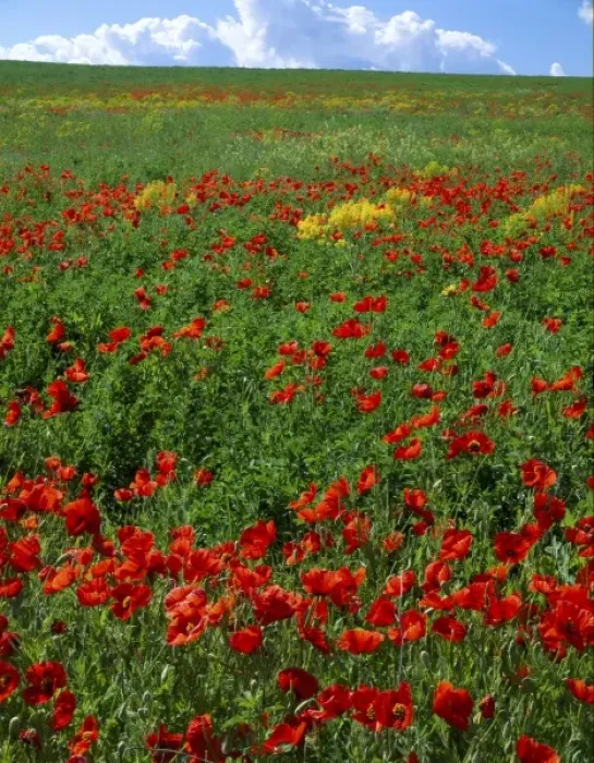Framed Print : UTAH. USA. Naturalized corn poppies (Papaver rhoeas). Cache Valley Framed Print : UTAH. USA. Naturalized corn poppies (Papaver rhoeas). Cache Valley