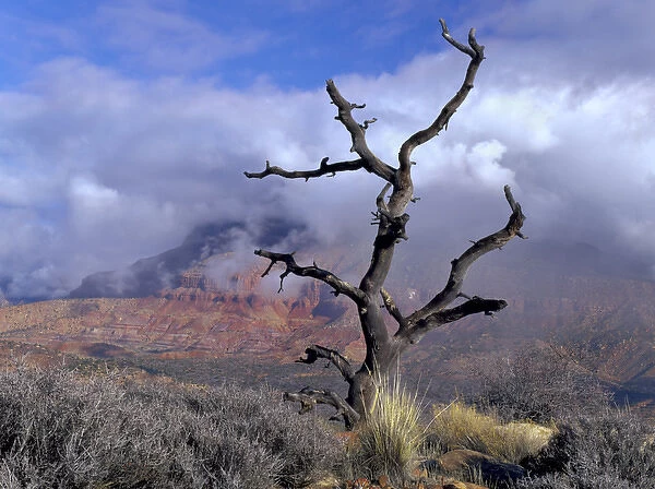 Utah. USA. Pinyon pine snag above Virgin River Valley. Clouds of clearing storm on Mt