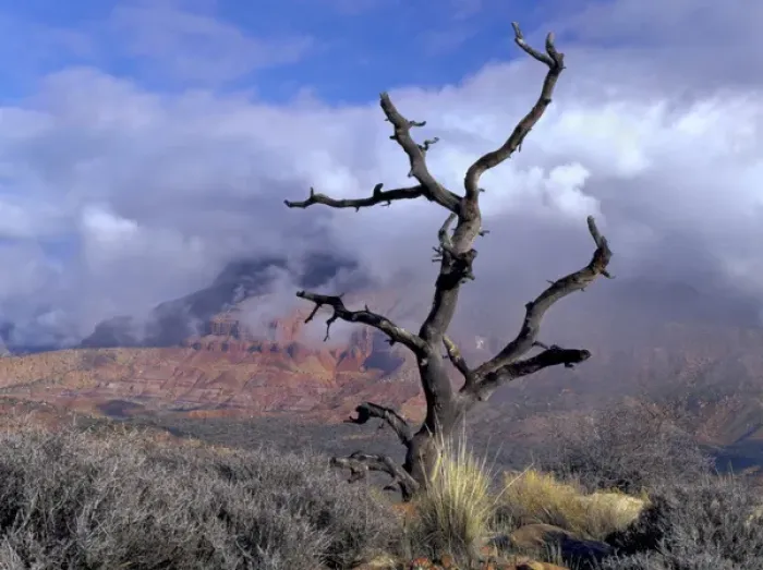 Framed Print : Utah. USA. Pinyon pine snag above Virgin River Valley. Clouds of clearing storm on Mt Framed Print : Utah. USA. Pinyon pine snag above Virgin River Valley. Clouds of clearing storm on Mt