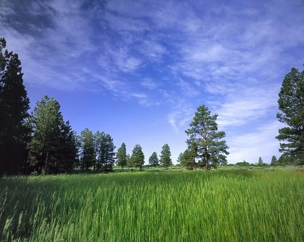 UTAH. USA. Ponderosa pines (Pinus ponderosa) & meadow. Elk Ridge. Manti-LaSal National Forest