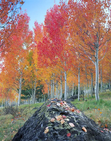 UTAH. USA. Red aspen grove (Populus tremuloides). Boulder Mountain in autumn. Dixie