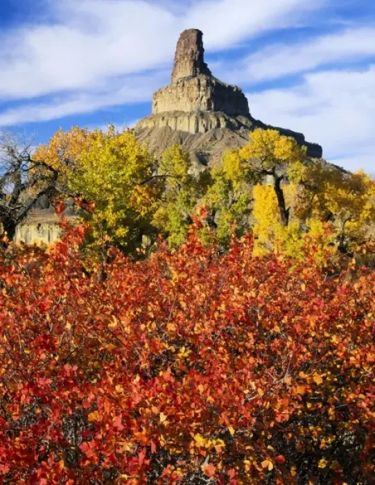Framed Print : Utah. USA. Squawbush (Rhus trilobata) & cottonwoods (Populus fremontii) in autumn Framed Print : Utah. USA. Squawbush (Rhus trilobata) & cottonwoods (Populus fremontii) in autumn