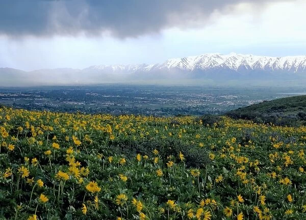 Utah. USA. View of Logan City & Cache Valley on stormy day. Large-leaf balsamroot