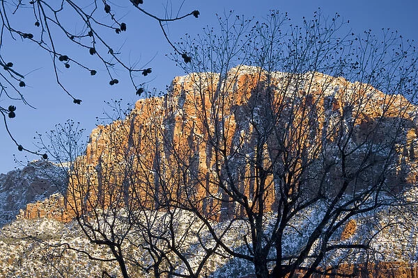 Utah. USA. View of the Watchman in Zion National Park through pecan trees in Springdale