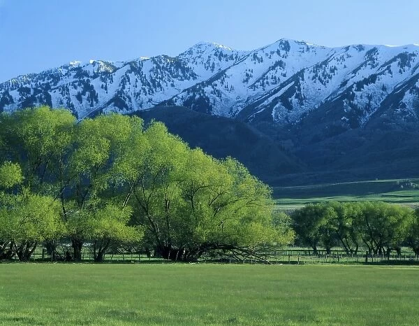 Utah. USA. Willow trees in spring below Wellsville Mountains. Near Mendon. Cache Valley