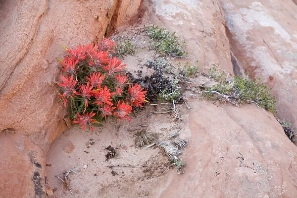 Utah, Zion National Park, Indian Paintbrush wildflowers