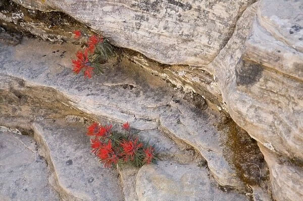 Utah, Zion National Park, Indian Paintbrush wildflowers