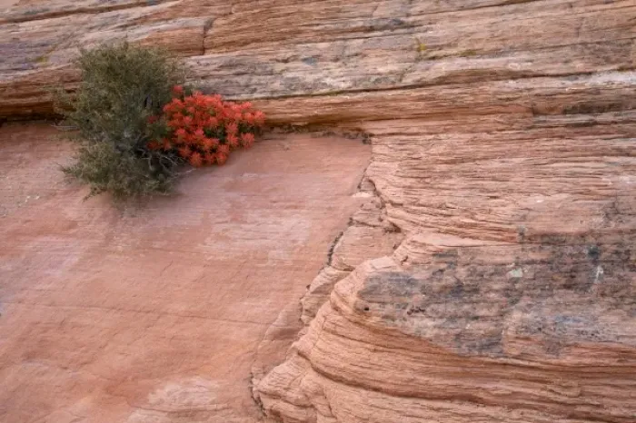 Framed Print : Utah, Zion National Park, Indian Paintbrush wildflowers