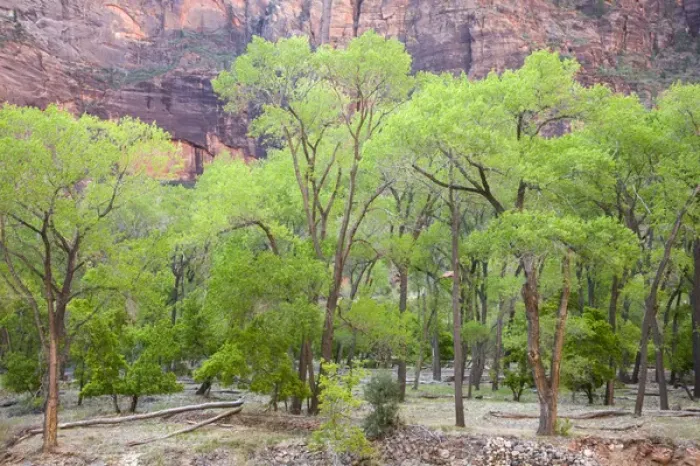 Framed Print : Utah, Zion National Park, vibrant spring foliage, on Cottonwood trees Framed Print : Utah, Zion National Park, vibrant spring foliage, on Cottonwood trees