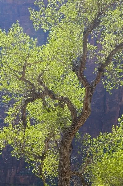 Utah, Zion National Park, vibrant spring foliage, on Cottonwood trees