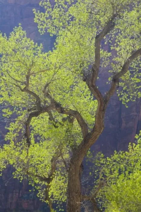 Framed Print : Utah, Zion National Park, vibrant spring foliage, on Cottonwood trees Framed Print : Utah, Zion National Park, vibrant spring foliage, on Cottonwood trees