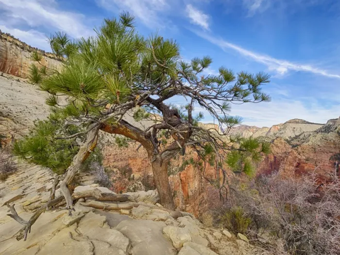 Framed Print : Utah, Zion National Park, Zion Canyon, tree on Angels Landing