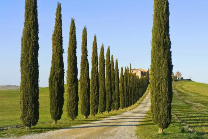 Framed Print : Val d Orcia, Siena Province, Siena, Tuscany, Italy Framed Print : Val d Orcia, Siena Province, Siena, Tuscany, Italy